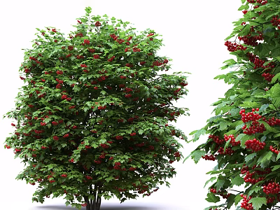 Vibrant Green Shrub With Red Berries And Lush Foliage In Garden 3d model