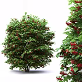 Vibrant Green Shrub With Red Berries And Lush Foliage In Garden