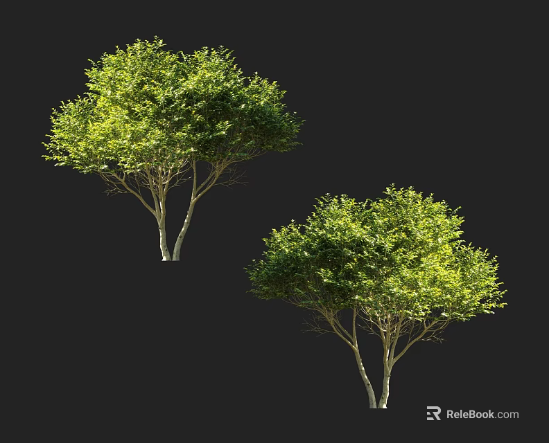 Two Lush Green Leaf Trees with White Trunks Isolated on Black Background 3d model 