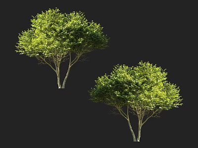 Two Lush Green Leaf Trees with White Trunks Isolated on Black Background 3d model