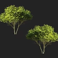 Two Lush Green Leaf Trees with White Trunks Isolated on Black Background