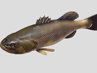Realistic Brown And Black Fish With Detailed Scales Fins And Tail 3d model