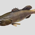 Realistic Brown And Black Fish With Detailed Scales Fins And Tail
