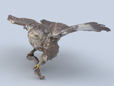 eagle bird eagle 3d model