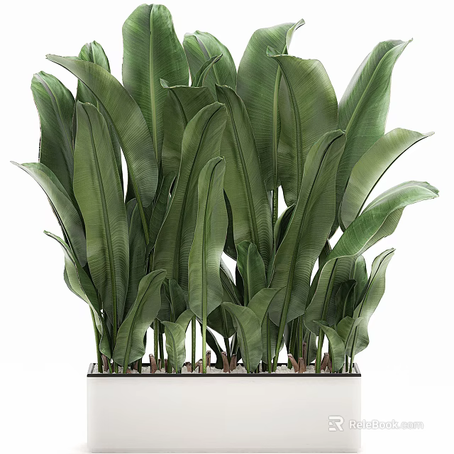 Lush Green Large Leaf Potted Plant With Vibrant Foliage For Indoor Decor 3d model 