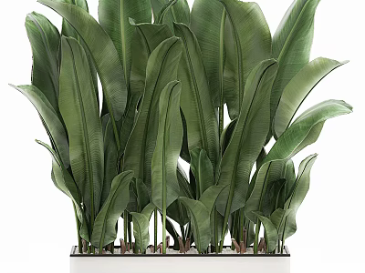 Lush Green Large Leaf Potted Plant With Vibrant Foliage For Indoor Decor 3d model