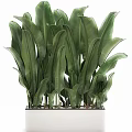 Lush Green Large Leaf Potted Plant With Vibrant Foliage For Indoor Decor
