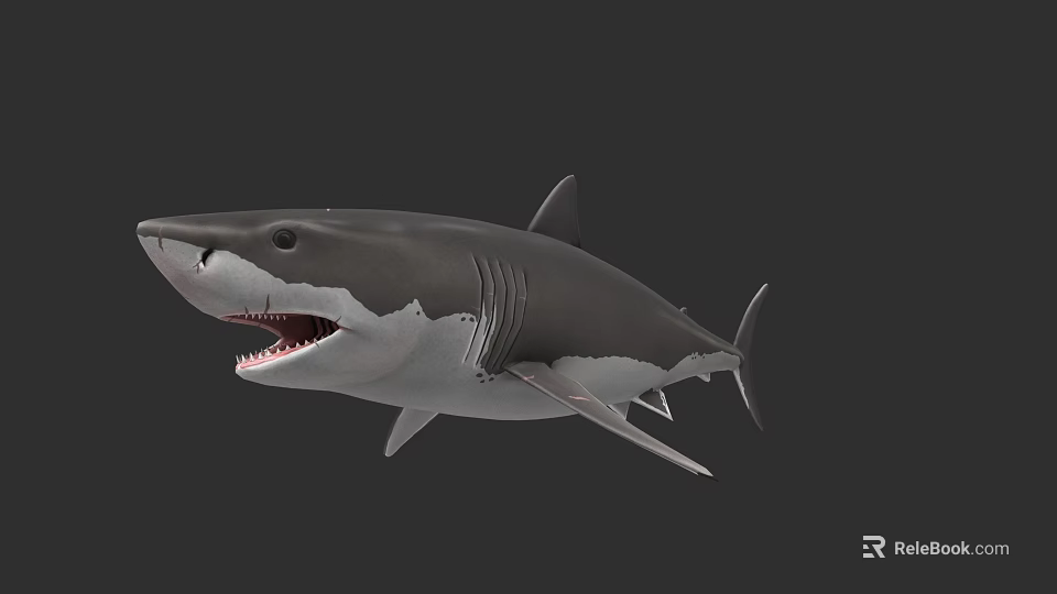 Marine Animal 3D Shark Model With Open Mouth And Gray Background 3d model 
