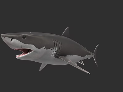 Marine Animal 3D Shark Model With Open Mouth And Gray Background 3d model