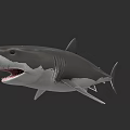 Marine Animal 3D Shark Model With Open Mouth And Gray Background