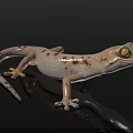 Light Colored Spotted Gecko With Yellow Eyes On Black Shiny Surface