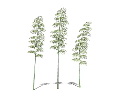 Natural Tall Bamboo Plants With Green Slender Stalks And Lush Leaves 3d model