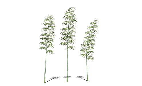 Modern bamboo Phyllostachys pubescens 3d model