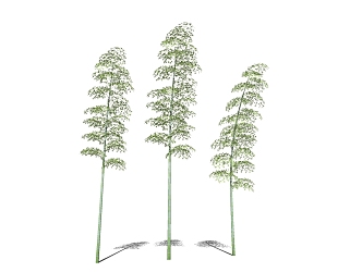 Modern bamboo Phyllostachys pubescens 3d model