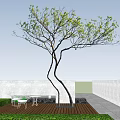 Beautiful Arbor With Curved Trunk And Fresh Green Leaves Against Clear Blue Sky