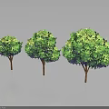 Three Lush Green Trees Standing Together With Dense Foliage And Brown Trunks