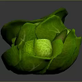Fresh Green Cabbage Vegetables Whole And Sliced On Dark Background 3d model