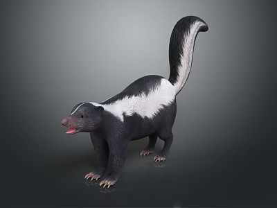 Black and white skunk with long tail standing on dark background displaying open mouth 3d model
