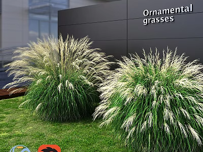 Ornamental Grasses Decorative Plant Arrangement for Outdoor Garden with Green Lawn and Black Wall 3d model