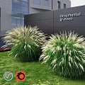 Ornamental Grasses Decorative Plant Arrangement for Outdoor Garden with Green Lawn and Black Wall