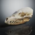 Detailed Animal Skull of Mammal Featuring Sharp Teeth on Dark Background with Reflection