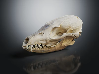 Detailed Animal Skull of Mammal Featuring Sharp Teeth on Dark Background with Reflection 3d model