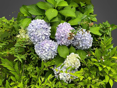 Beautiful Hydrangea Plant With Purple White Blooms And Lush Green Leaves 3d model