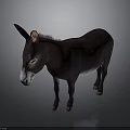 Brown Donkey Standing Against Dark Background With Natural Features