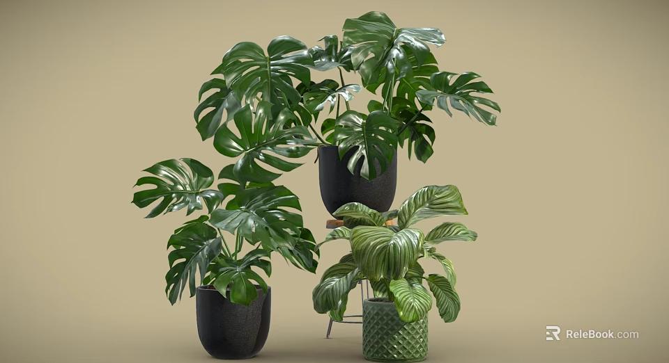 Indoor Green Monstera Potted Plants With Black Pots And Wicker Planters 3d model 