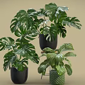 Indoor Green Monstera Potted Plants With Black Pots And Wicker Planters