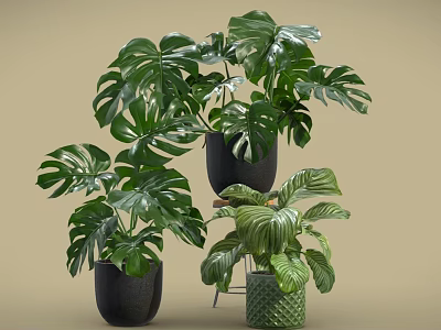 Indoor Green Monstera Potted Plants With Black Pots And Wicker Planters 3d model