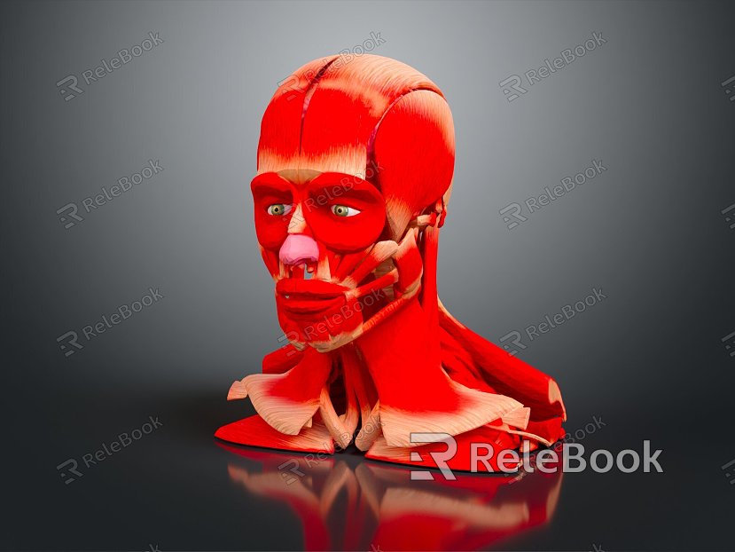 modern head muscle facial muscle facial muscle muscle model