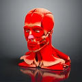 Medical Device Human Head Muscle Anatomical Teaching Model With Detailed Structure