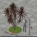 Dragon Blood Tree Arbor With Circular Grass Lawn 1.5 Meters Diameter And 1.8 Meters Height