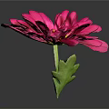 Vibrant Pink Flower with Yellow Center and Green Stem and Leaves on Gray Background