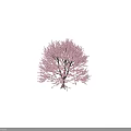 Beautiful Tall Flowering Arbor With Pink Blossoms And Lush Canopy In Bloom