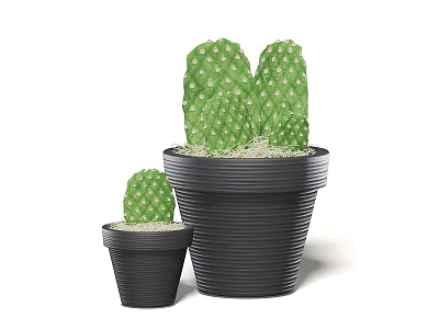 Two Potted Cacti With Green Pads And White Spots In Black Planters For Home Decor 3d model