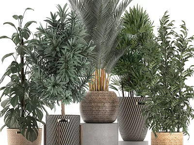 Decorative Indoor Bonsai Potted Plants With Various Green Foliage And Stylish Planters 3d model