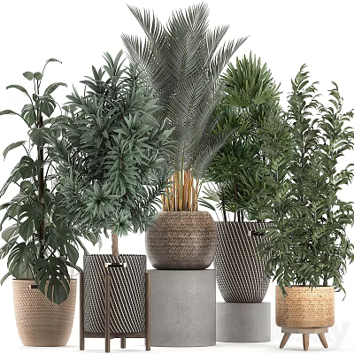 Decorative Indoor Bonsai Potted Plants With Various Green Foliage And Stylish Planters 3d model
