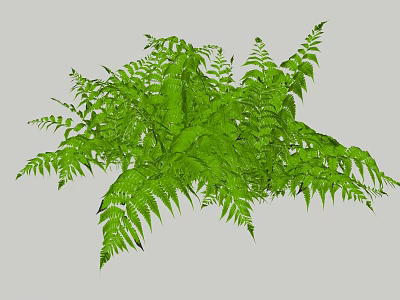 Green Fern Plant with Lush Foliage and Bushy Leaf Growth in Natural Setting 3d model