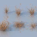 Dried Grass Clusters With Brown Stems And Sparse Blooms On Light Blue Background 3d model