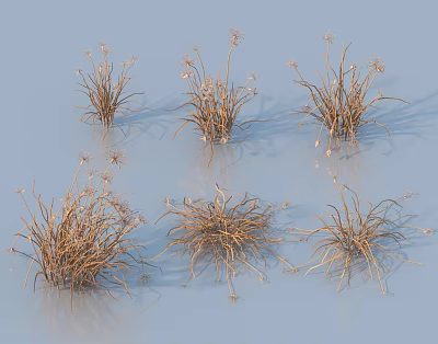 Dried Grass Clusters With Brown Stems And Sparse Blooms On Light Blue Background 3d model