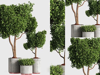 Modern potted plants indoor potted plants bonsai trees outdoor plants trees potted trees green plants indoor green plants potted plants 3d model