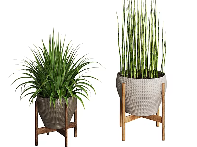 Potted Plants With Lush Green Foliage And Tall Stems In Woven Pots On Wooden Stands 3d model