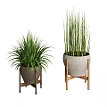 Potted Plants With Lush Green Foliage And Tall Stems In Woven Pots On Wooden Stands