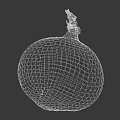 Onion and onion 3d model