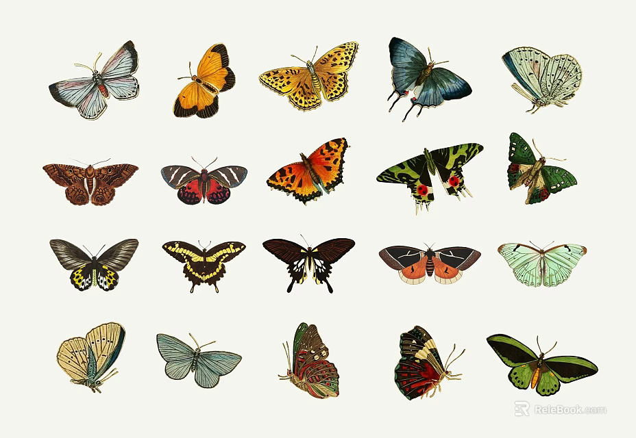 Beautiful Colorful Butterfly Collection With Various Species And Unique Wing Patterns 3d model 