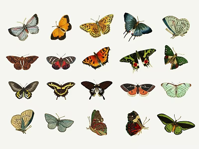 Beautiful Colorful Butterfly Collection With Various Species And Unique Wing Patterns 3d model