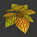 Vibrant Potted Plant With Yellow And Red Striped Leaves For Indoor Decor