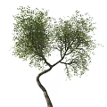Natural Garden Tree With Curved Trunk And Lush Green Leaves In View